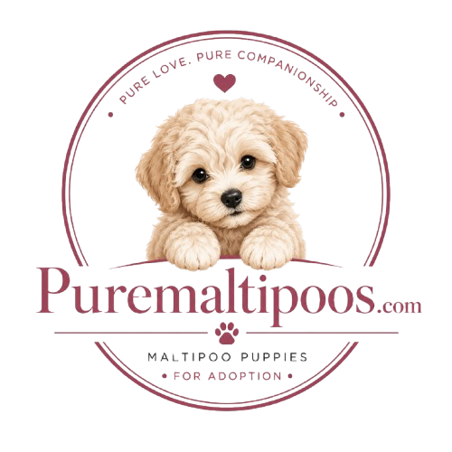 puremaltipoos.com