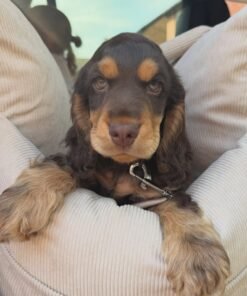 Enzo