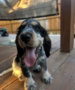Daisy