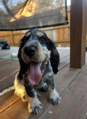 Daisy