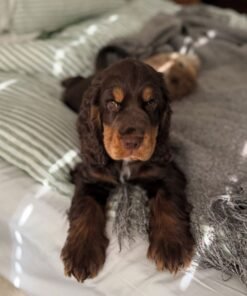 Suzan