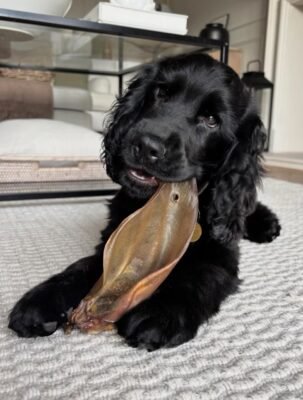 Cooper